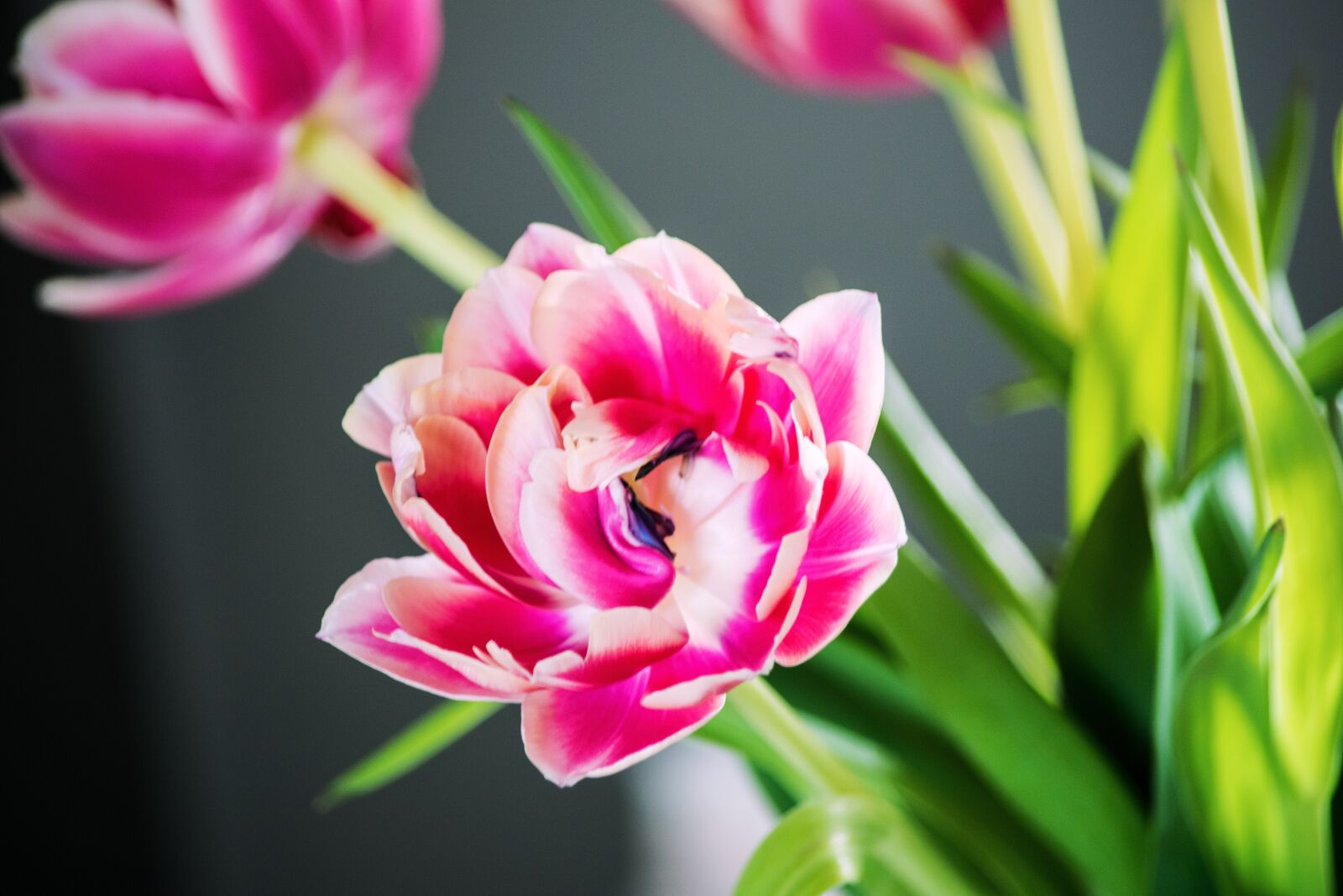 Nikon D5300 sample photo. Spring, flowers, pink photography