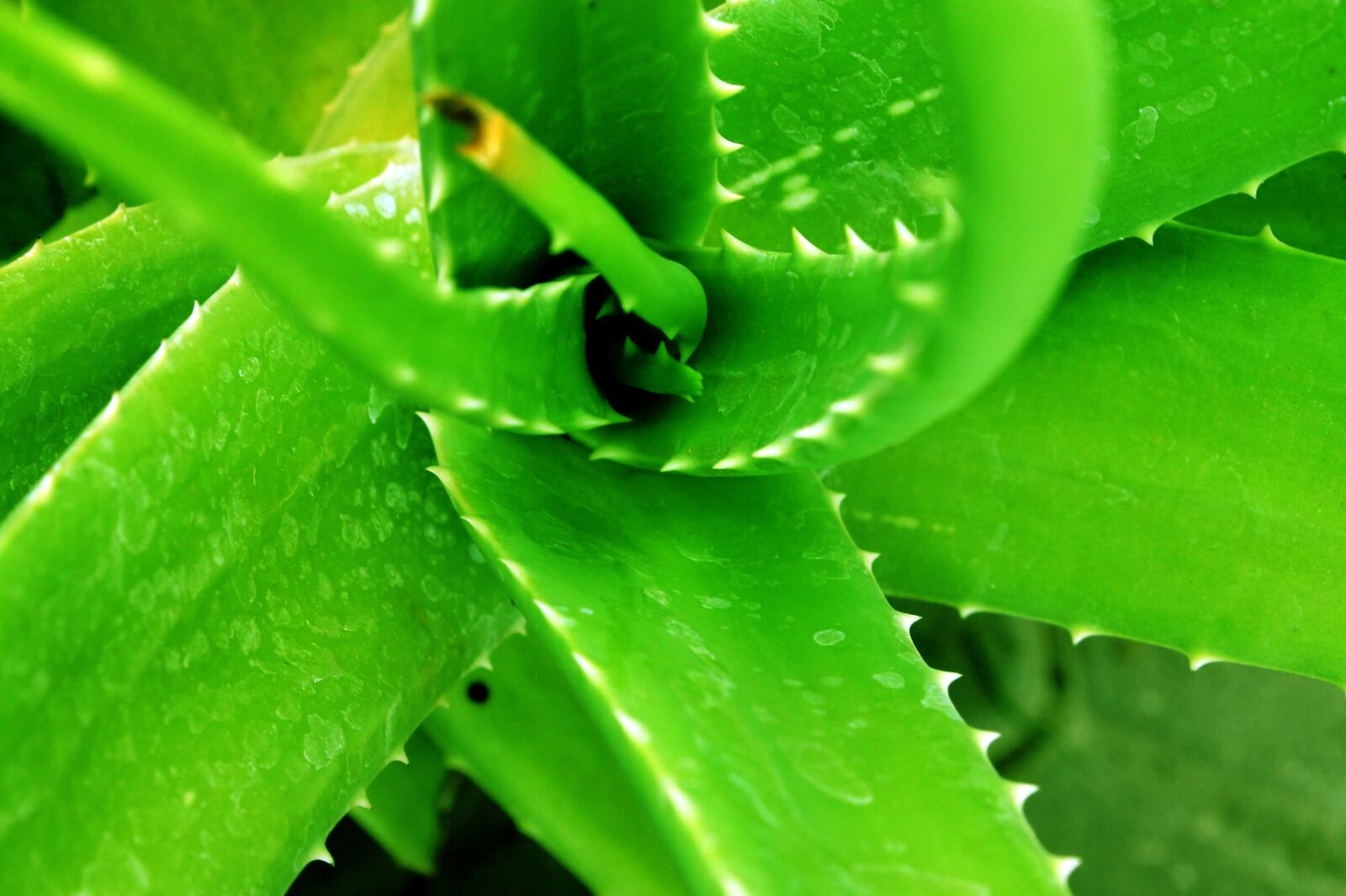 Canon EOS 1100D (EOS Rebel T3 / EOS Kiss X50) sample photo. Green, aloe vera, nature photography