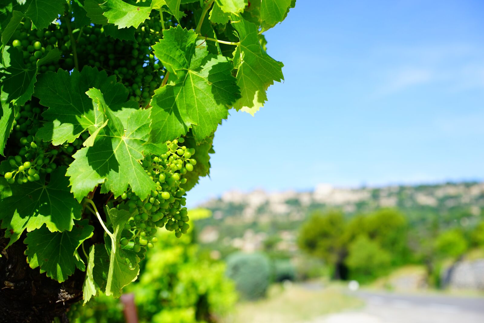 Sony a7 + Sony Sonnar T* FE 55mm F1.8 ZA sample photo. Vines, grapes, mature photography
