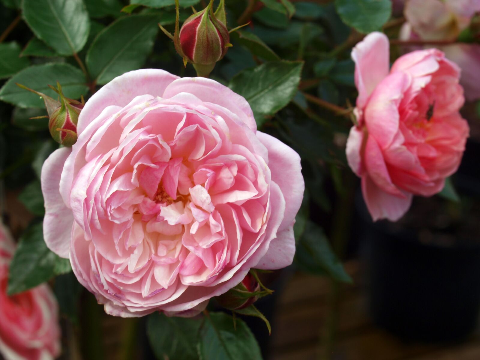 Olympus E-520 (EVOLT E-520) sample photo. Flower, flora, rose photography