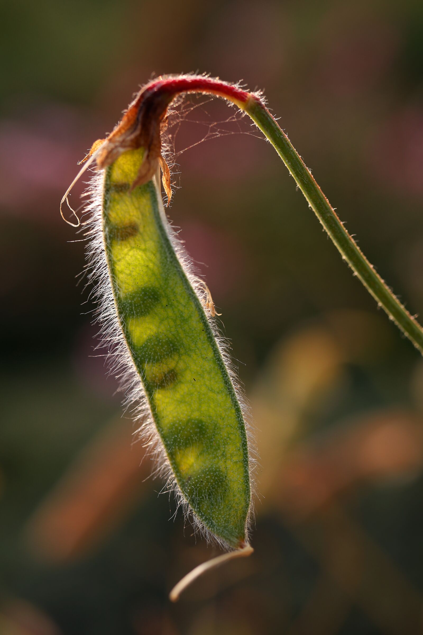Canon EOS 80D sample photo. Beans, against light, nature photography