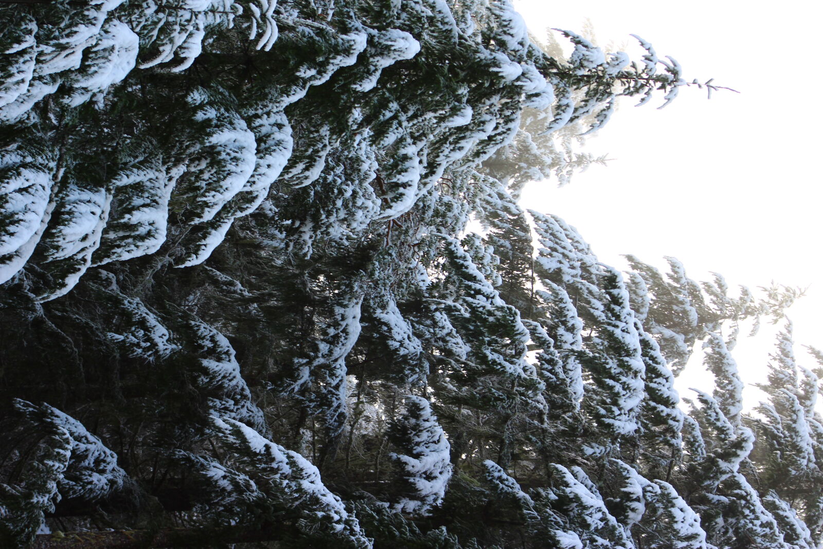 Canon EF 75-300mm f/4-5.6 sample photo