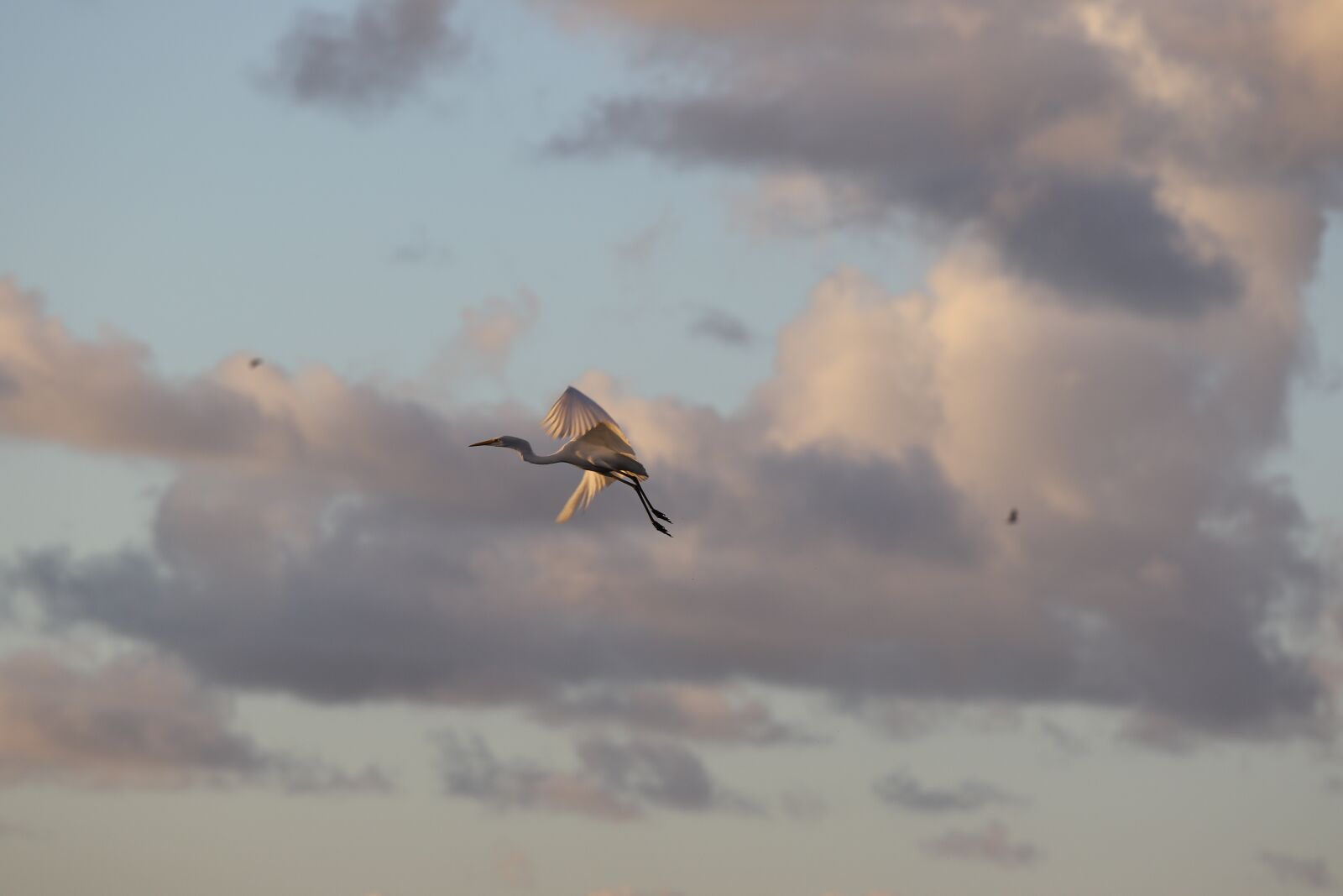Canon EOS 7D Mark II sample photo. Little egret, white, flying photography