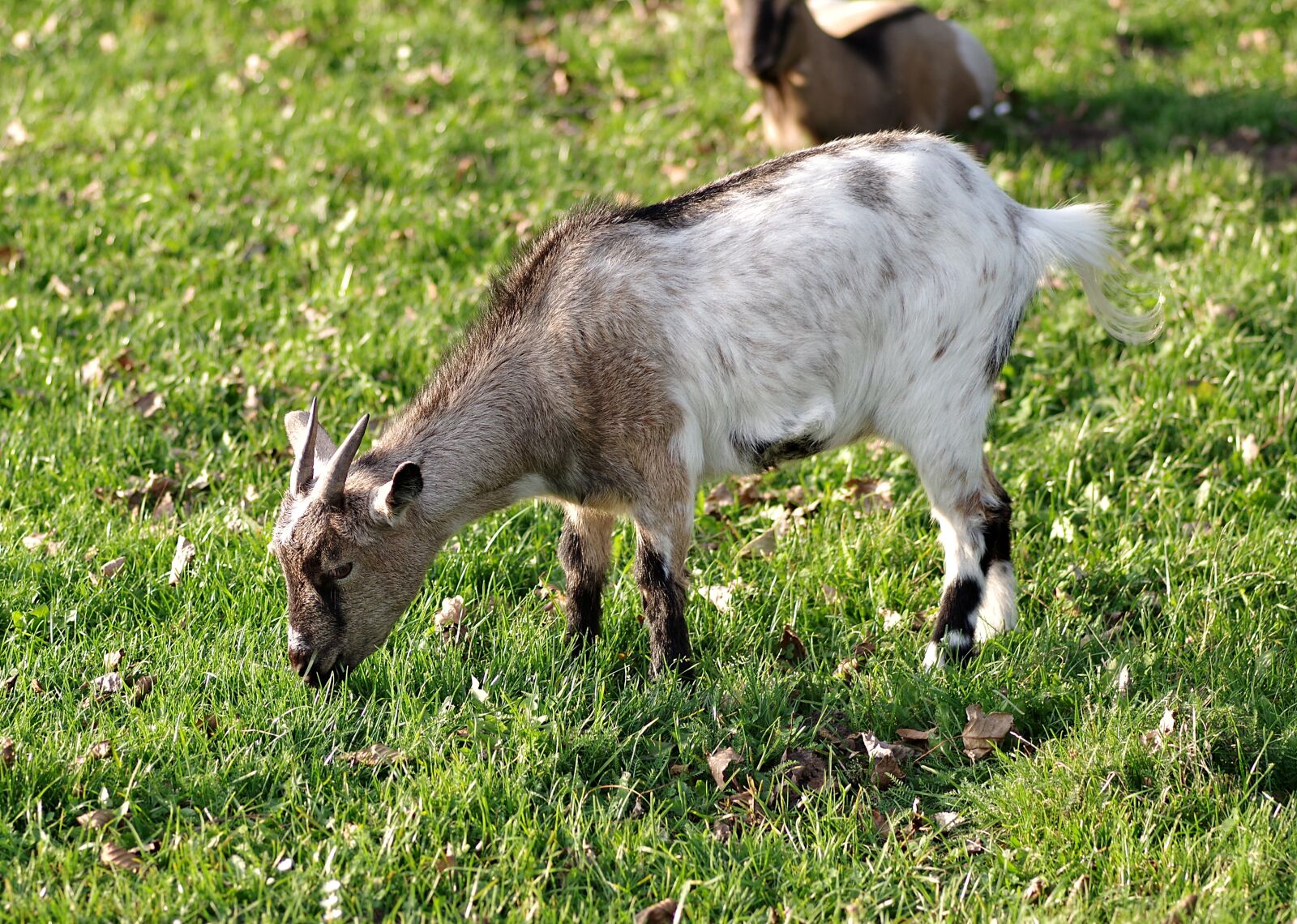 Pentax K-S2 sample photo. Goat, white, gray photography