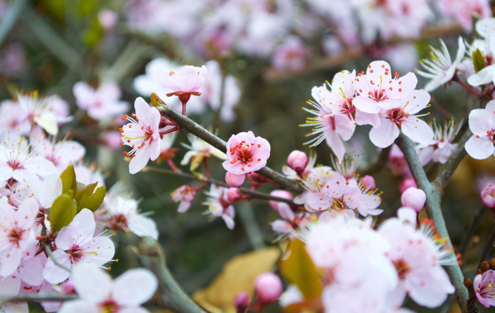Nikon D3200 sample photo. Flower, pink, tree photography