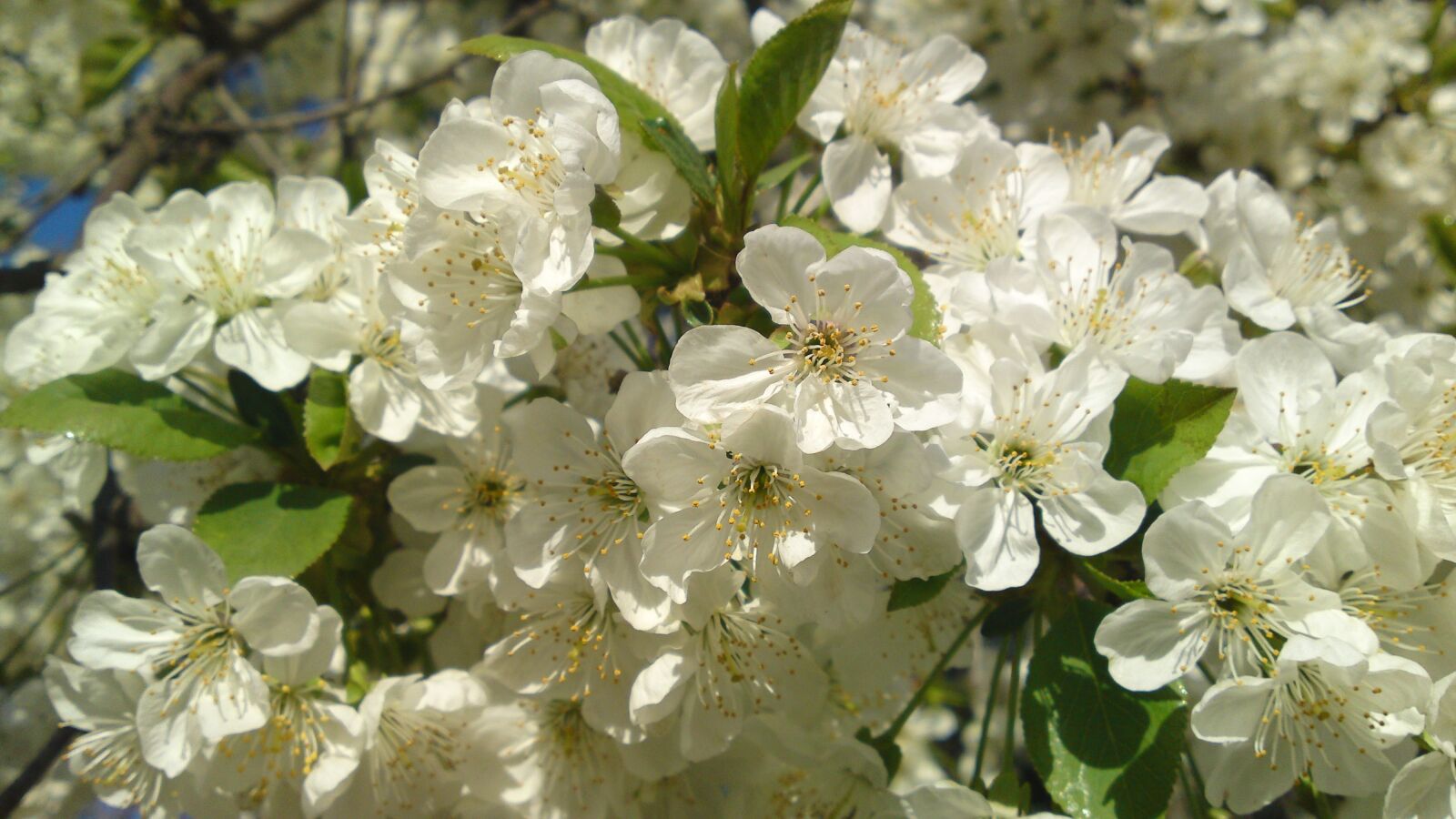 Sony Ericsson U1i sample photo. Spring, flowers, taganrog photography