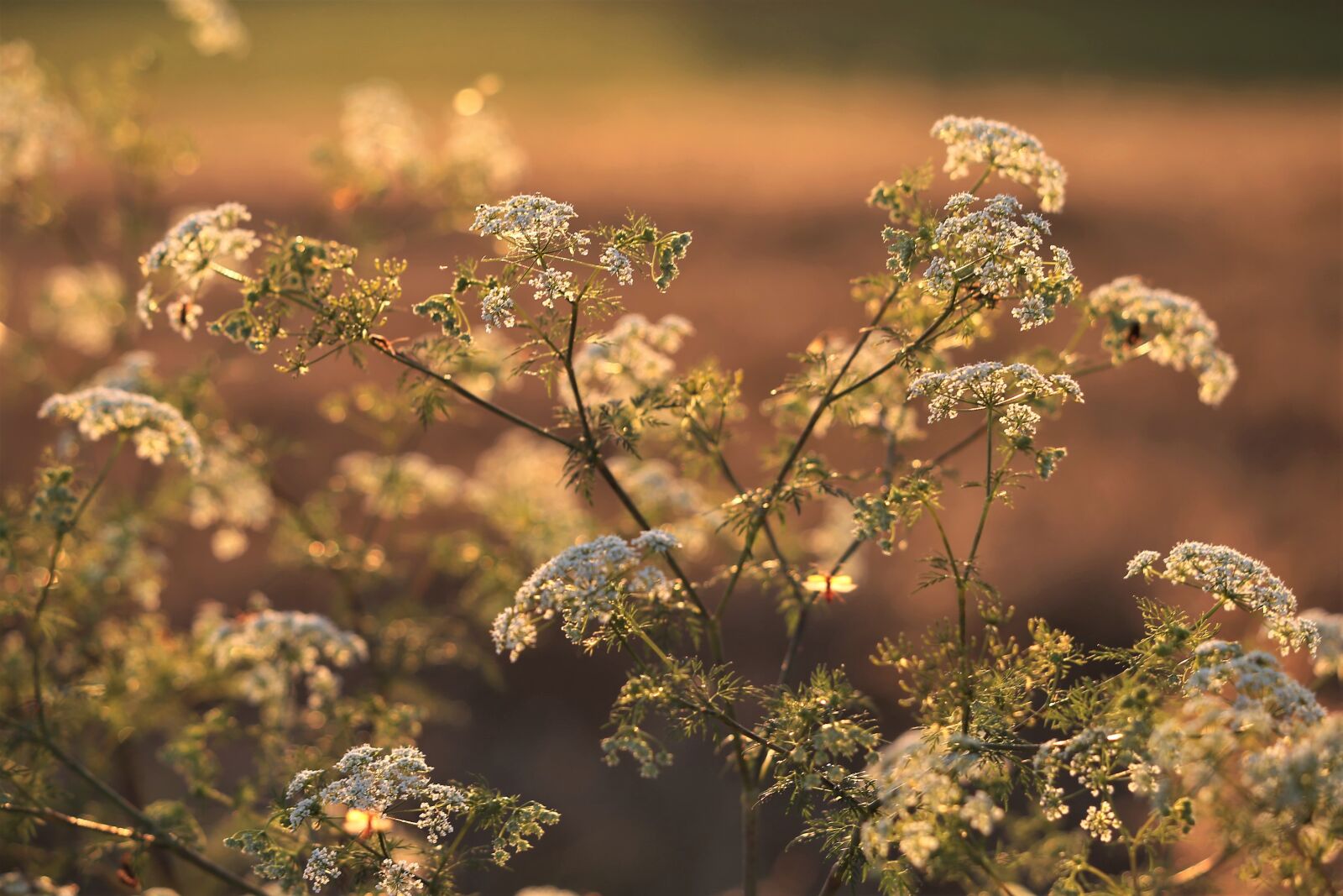 Canon EF 70-300 F4-5.6 IS II USM sample photo. Meadow flowers, grass, summer photography