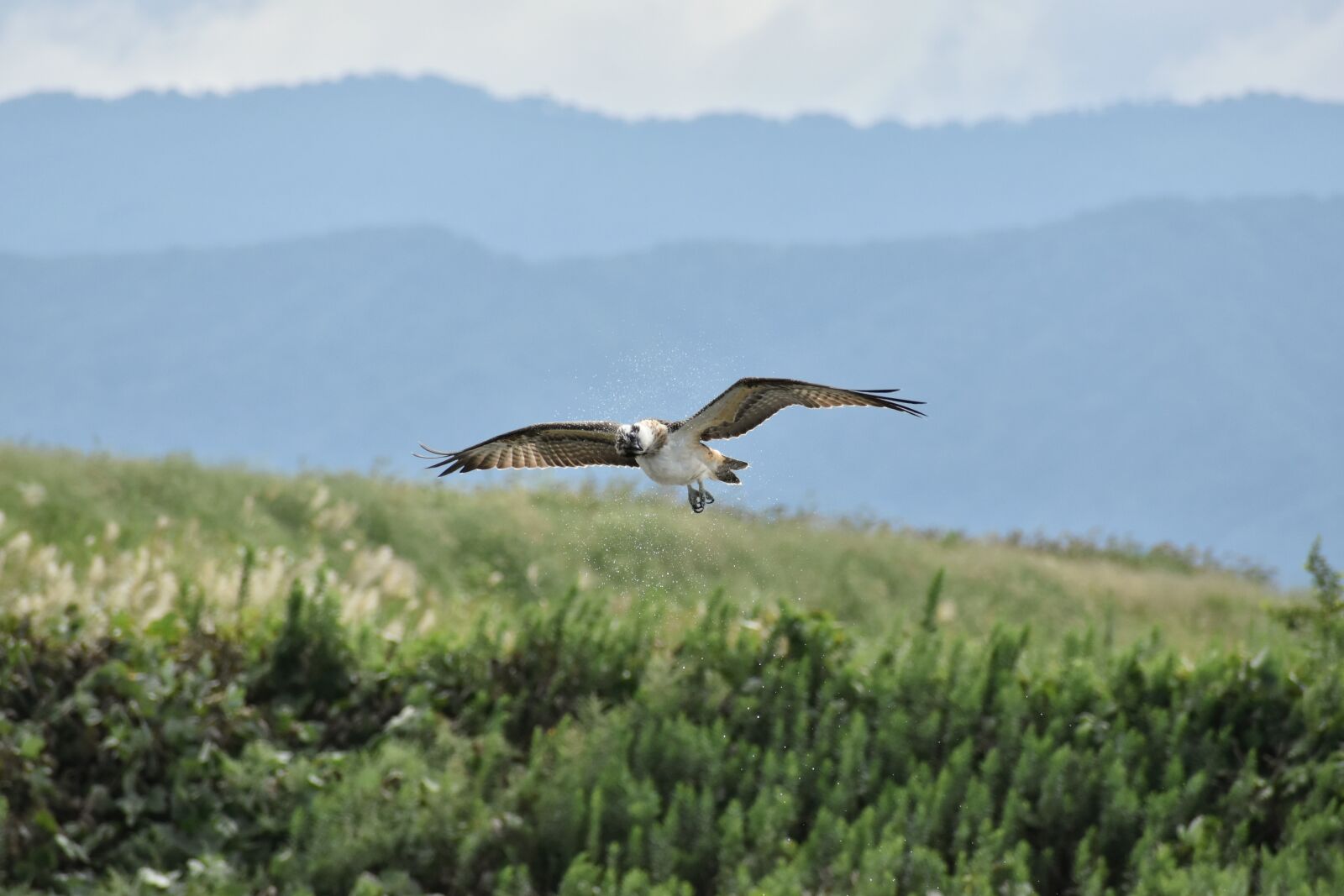 Nikon D7200 sample photo. Animal, river, grass photography