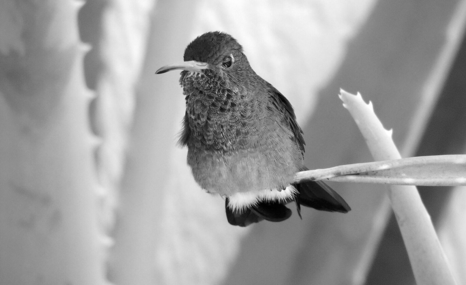 Nikon Coolpix P510 sample photo. Fauna, bird, black and photography