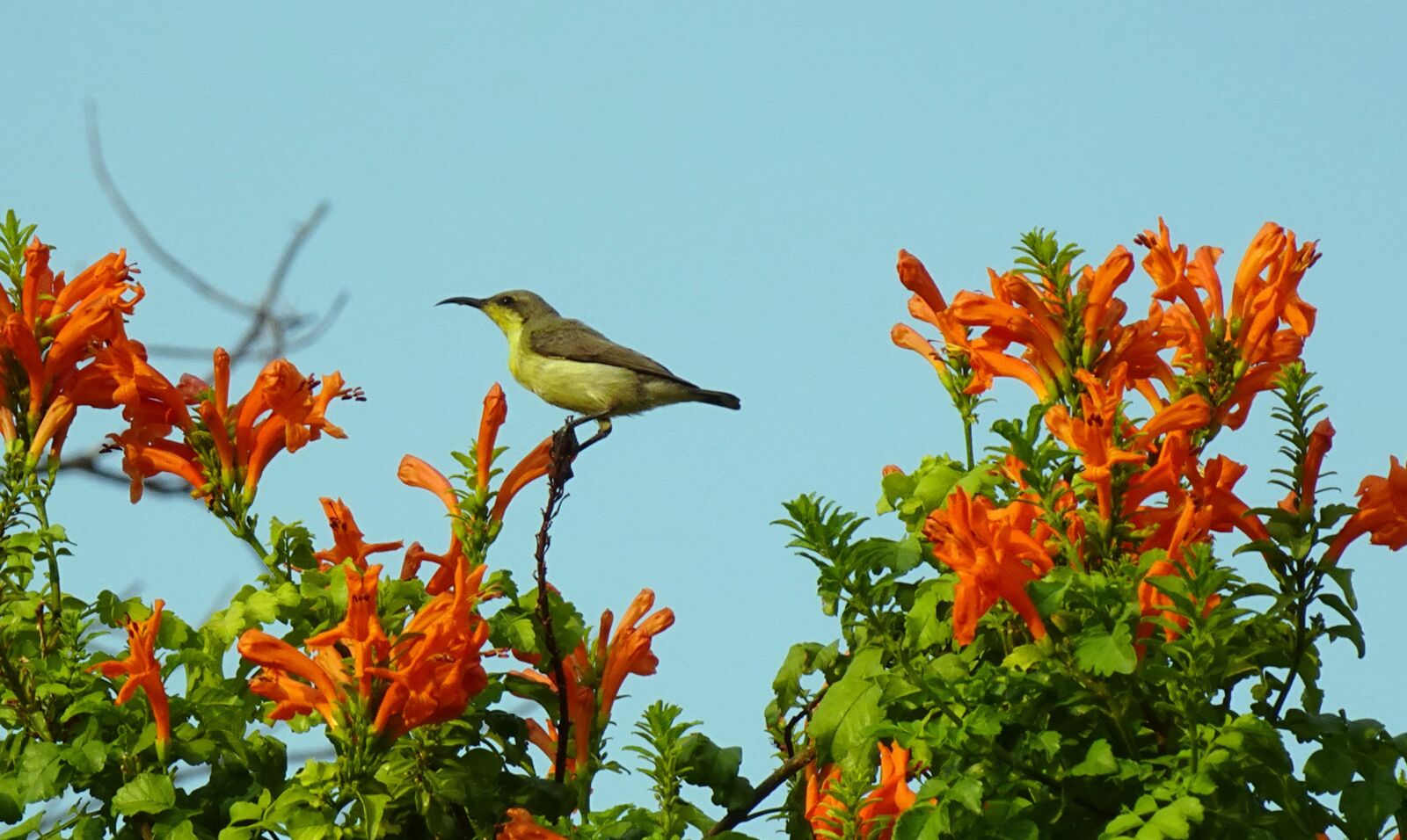 Sony DSC-WX800 sample photo. Bird, purple sunbird, cinnyris photography