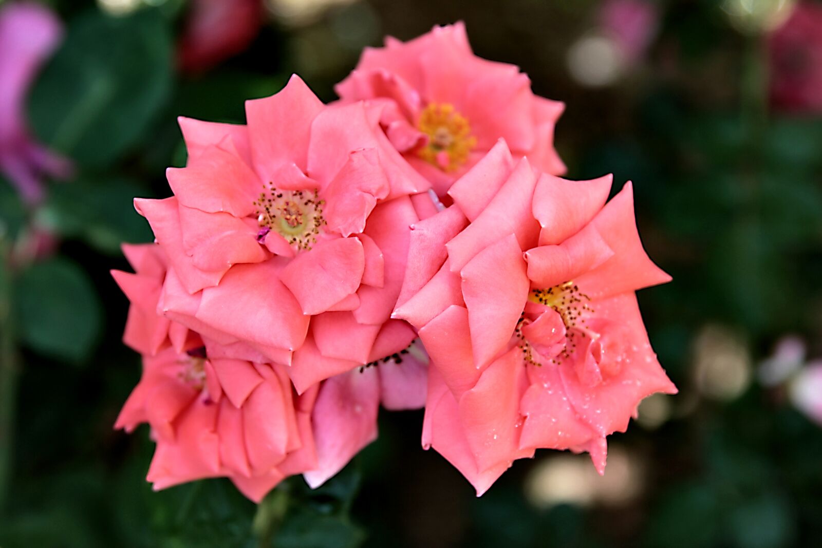 Canon EOS 550D (EOS Rebel T2i / EOS Kiss X4) sample photo. Rose, roses, flower photography