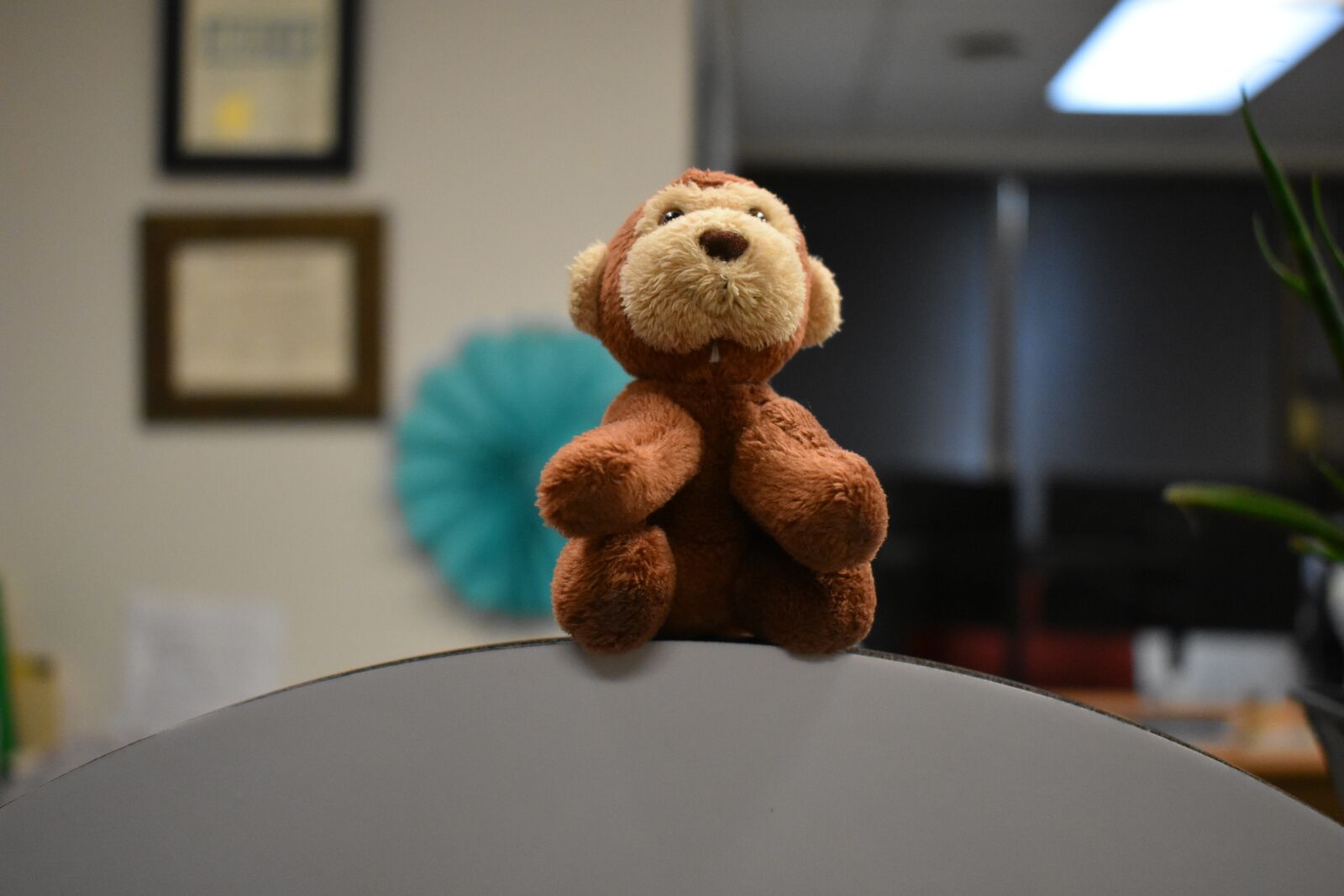 Nikon D3400 sample photo. Monkey, stuffed animal, adorable photography