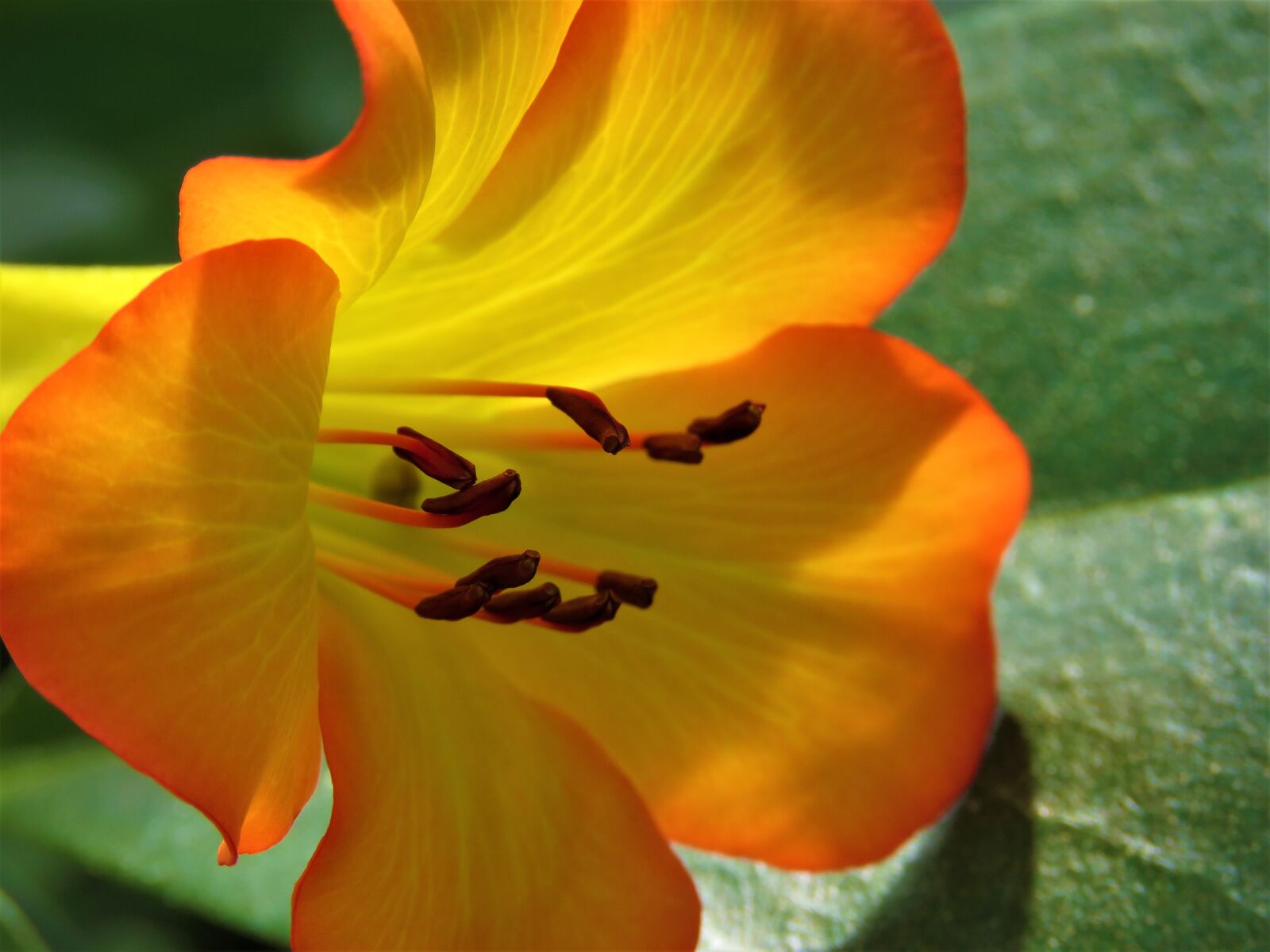 Canon PowerShot SX60 HS sample photo. Nature, flower, flora photography