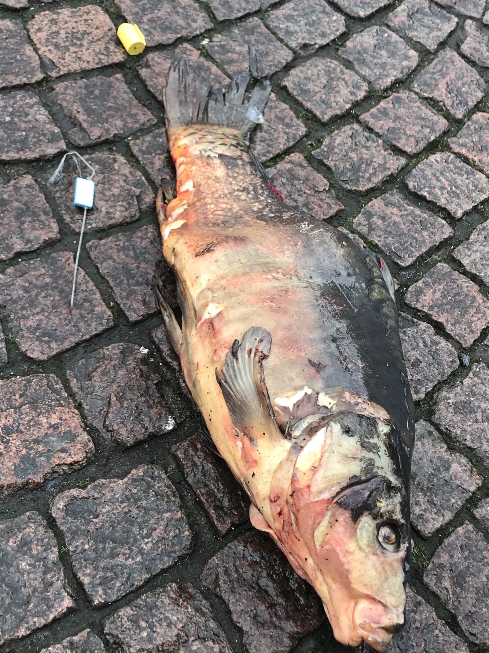 iPhone 7 back camera 3.99mm f/1.8 sample photo. Fish, dead, fishing photography
