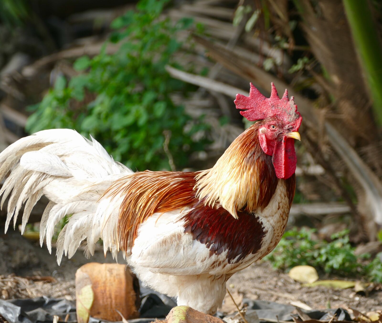 Panasonic Lumix DMC-FZ1000 sample photo. Poultry, hen, bird photography