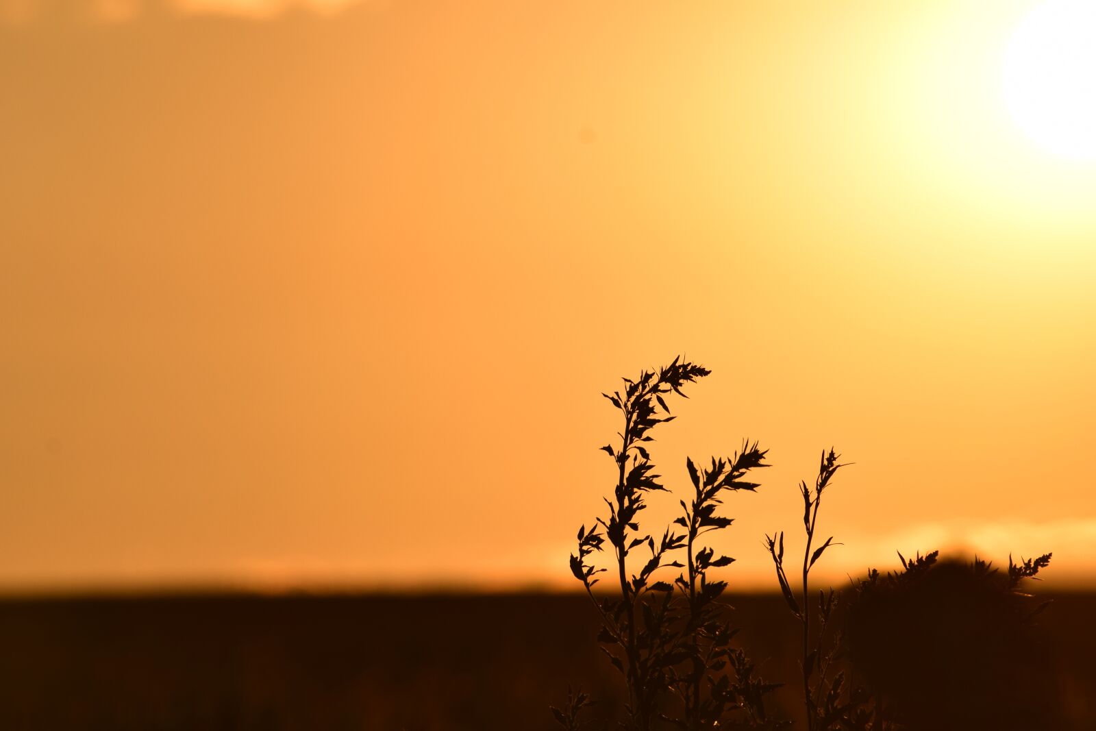 Nikon D5300 sample photo. Background, evening sun, lonely photography