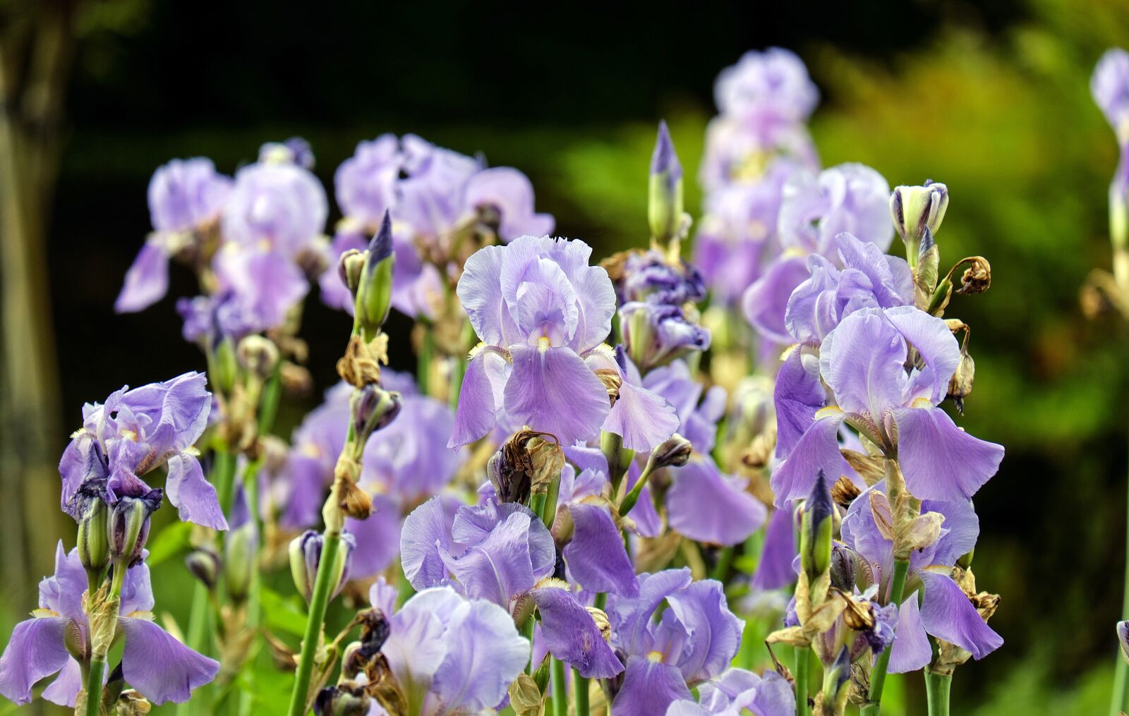 Fujifilm X-T10 + Fujifilm XC 50-230mm F4.5-6.7 OIS sample photo. Iris, flowers, blossom photography