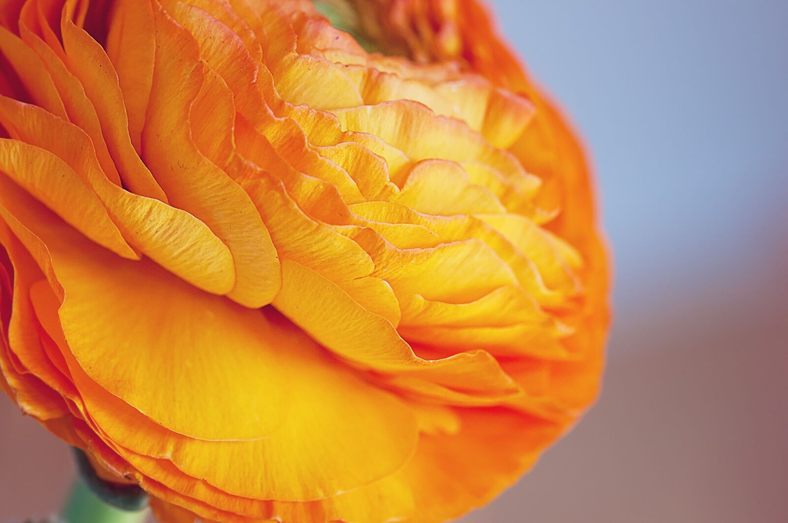 Nikon D90 sample photo. Ranunculus, flower, blossom photography