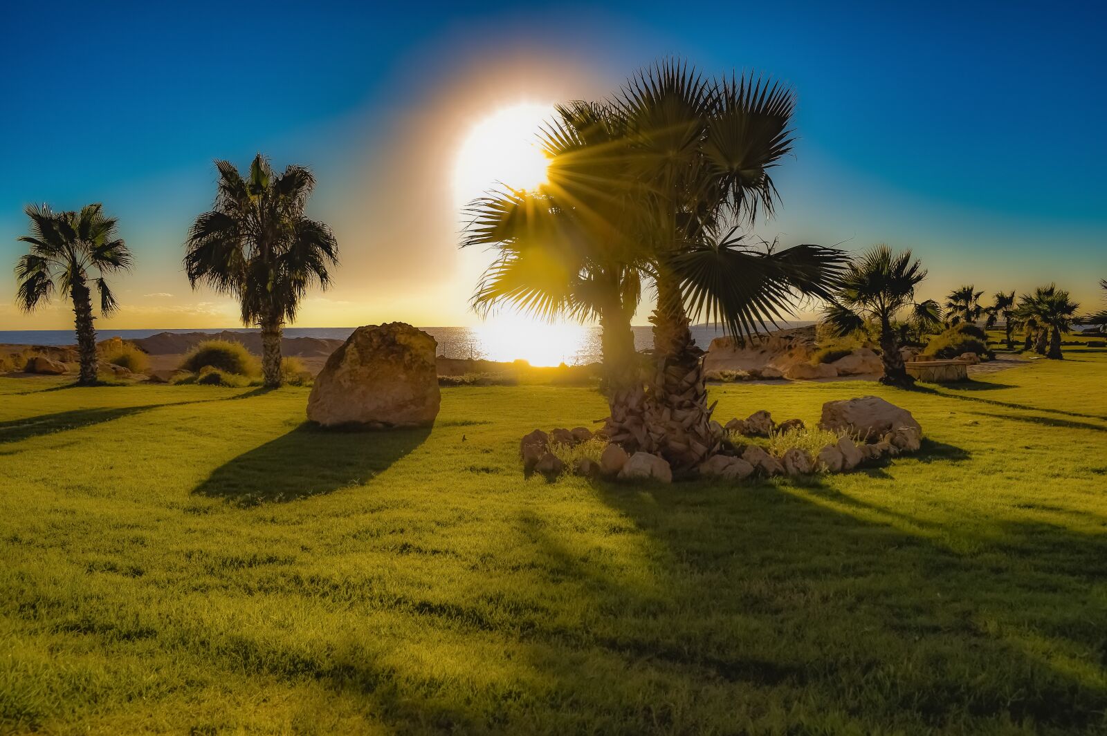 Nikon D3300 sample photo. Landscaping, palm trees, rocks photography