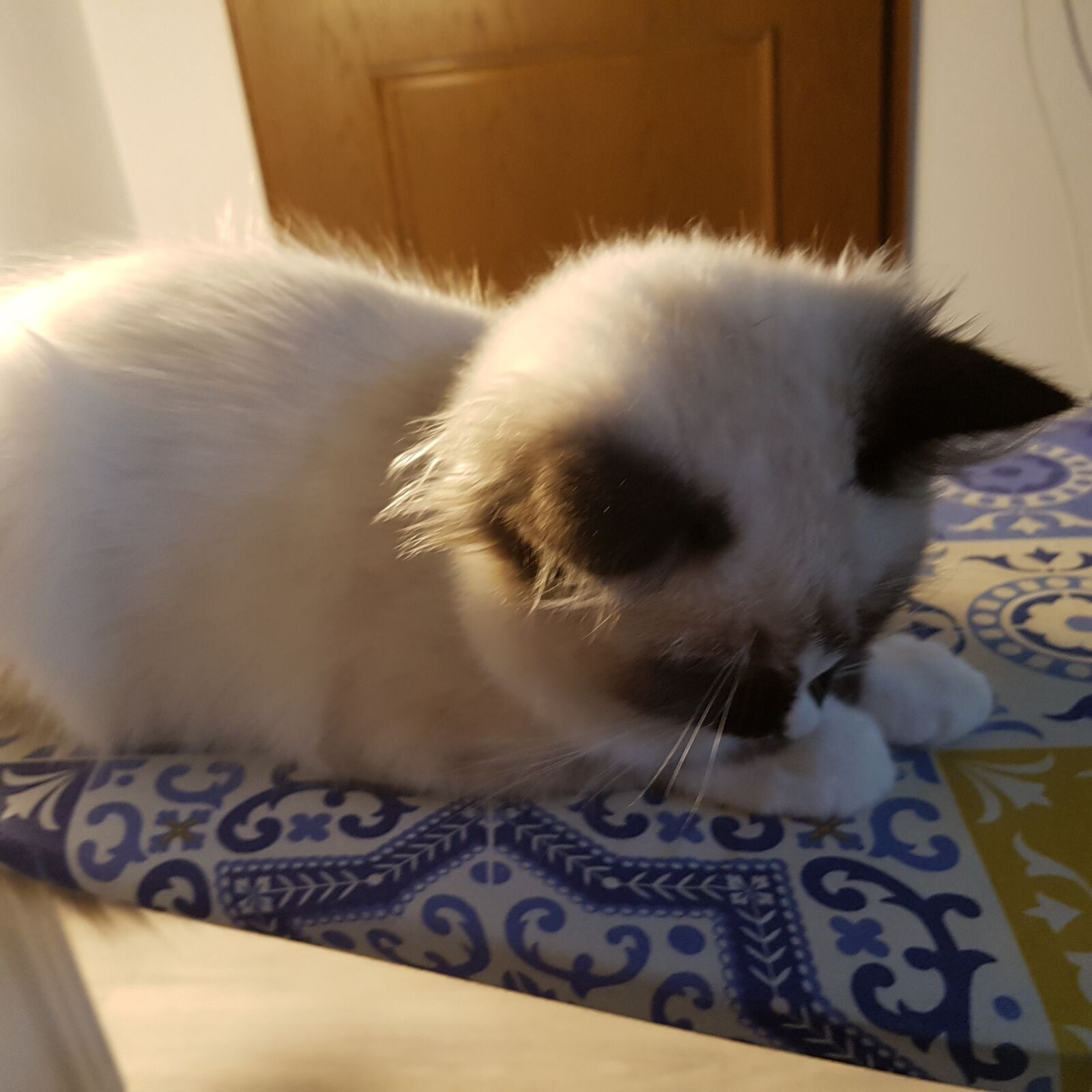 Samsung SM-G930F sample photo. Cat, ragdoll, kitten photography