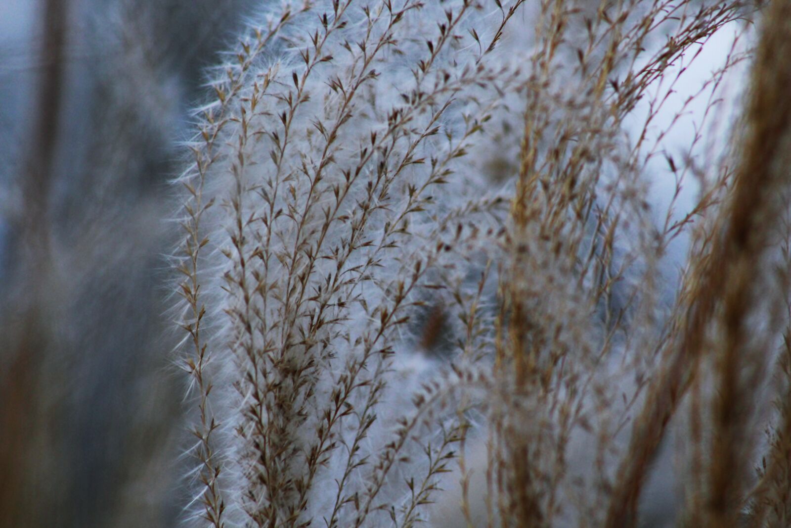 Canon EF 75-300mm f/4-5.6 sample photo. Background, blur, bright, close photography