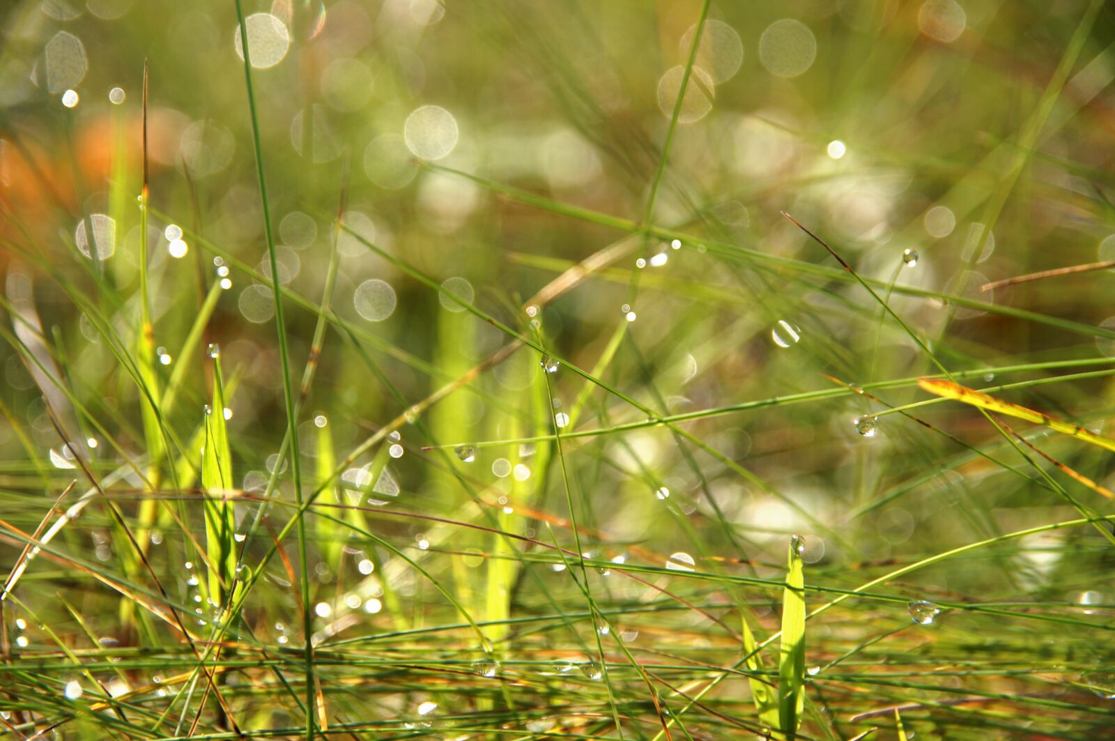 Sony SLT-A57 sample photo. Grass, drip, meadow photography