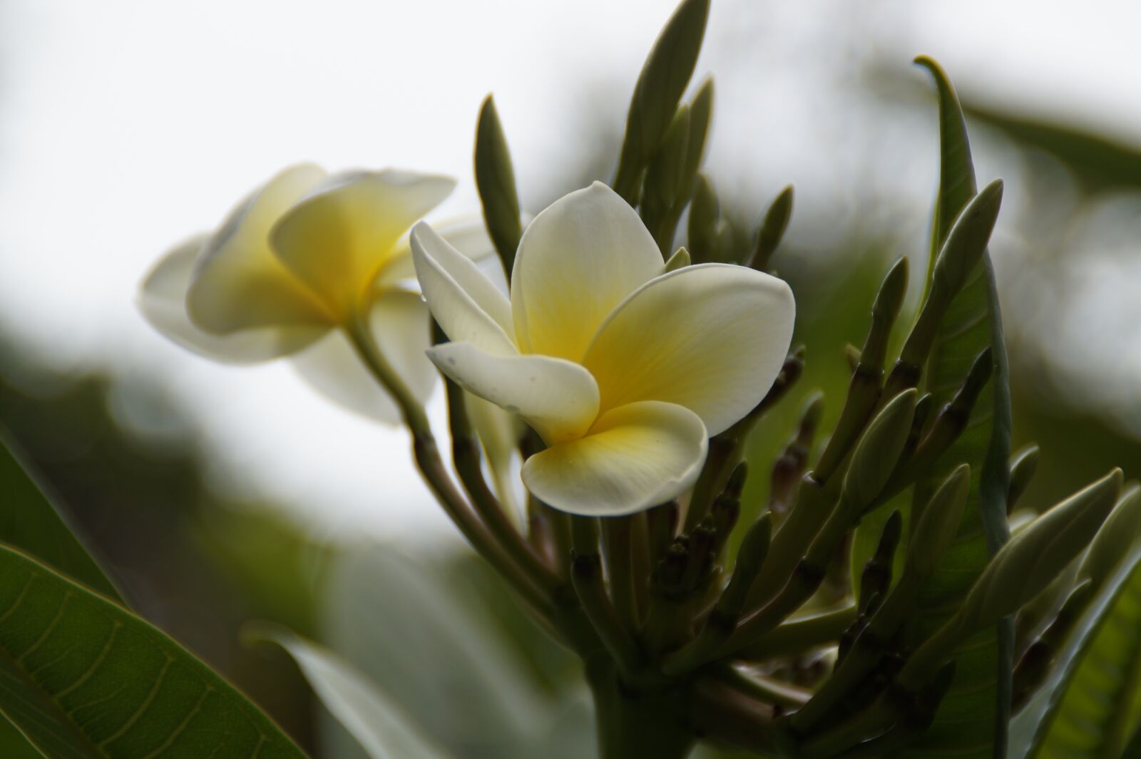 Sony SLT-A58 sample photo. Frangipani, tree, plumeria photography