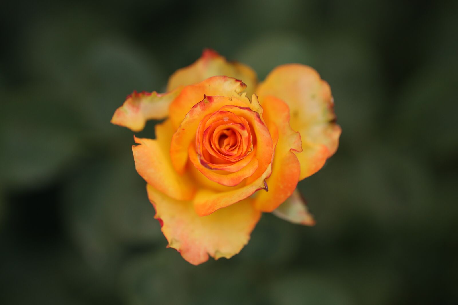 Canon EF 100mm F2.8L Macro IS USM sample photo. Flower, rose, nature photography