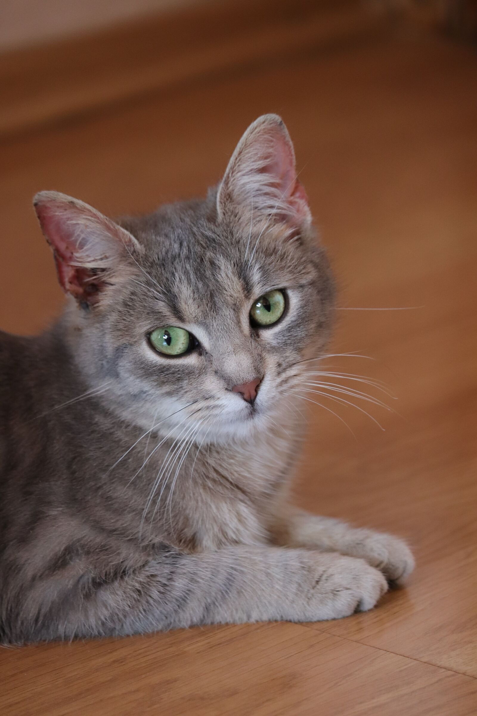 Canon EOS 200D (EOS Rebel SL2 / EOS Kiss X9) sample photo. Cat, cute cat, awesome photography