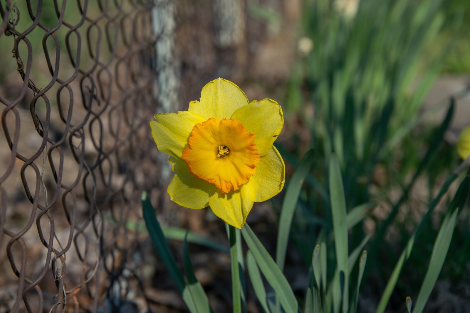 Nikon D3300 sample photo. Daffodil, flower, nature photography