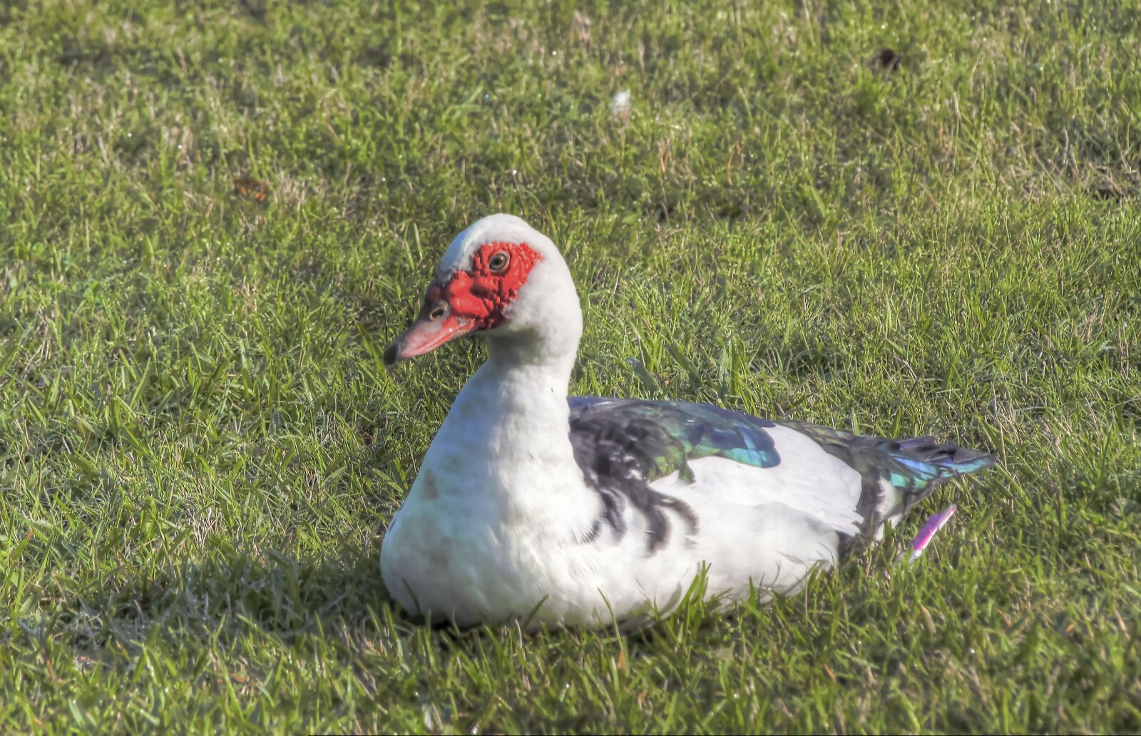 Canon EOS 7D sample photo. Duck, domestic, animal photography