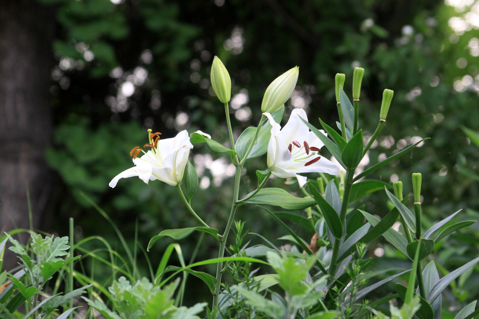Canon EOS 50D sample photo. Lily, wildflower, nature photography