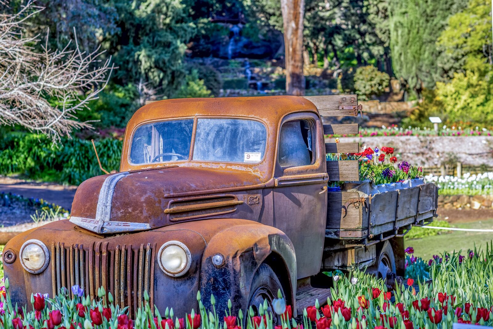 Nikon D750 sample photo. Ford, truck, tulips photography