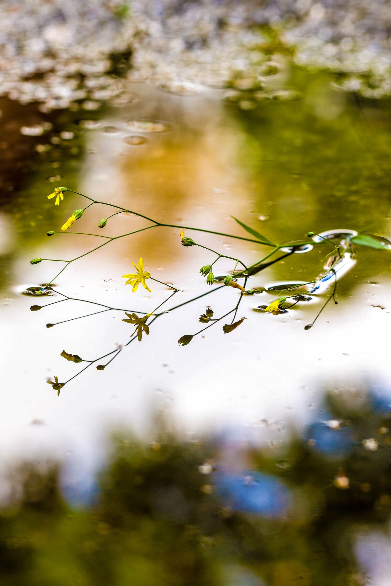 Canon EOS 7D Mark II sample photo. Puddle, mud puddle, flower photography