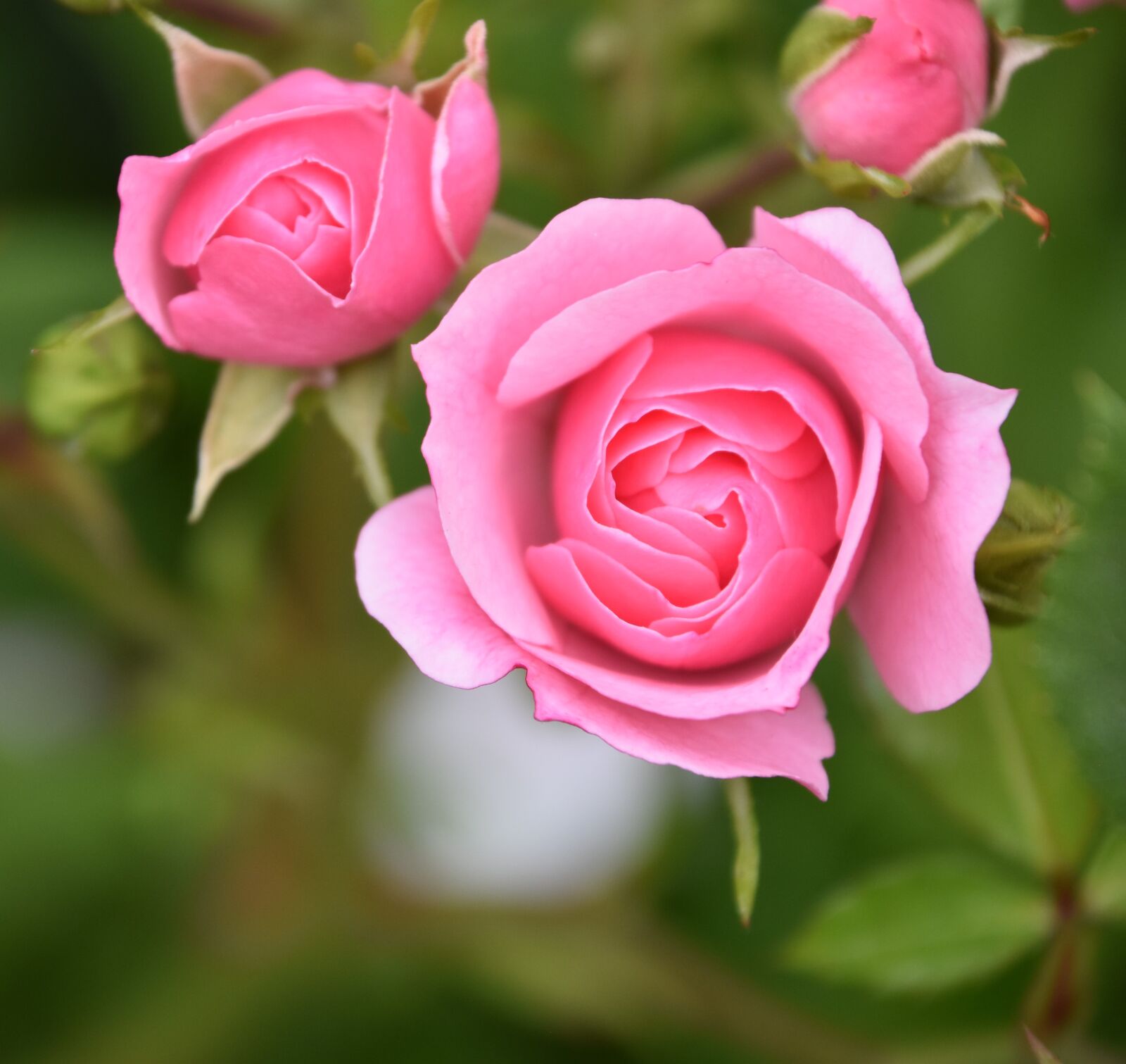 Nikon D5600 sample photo. Pink, flower, nature photography