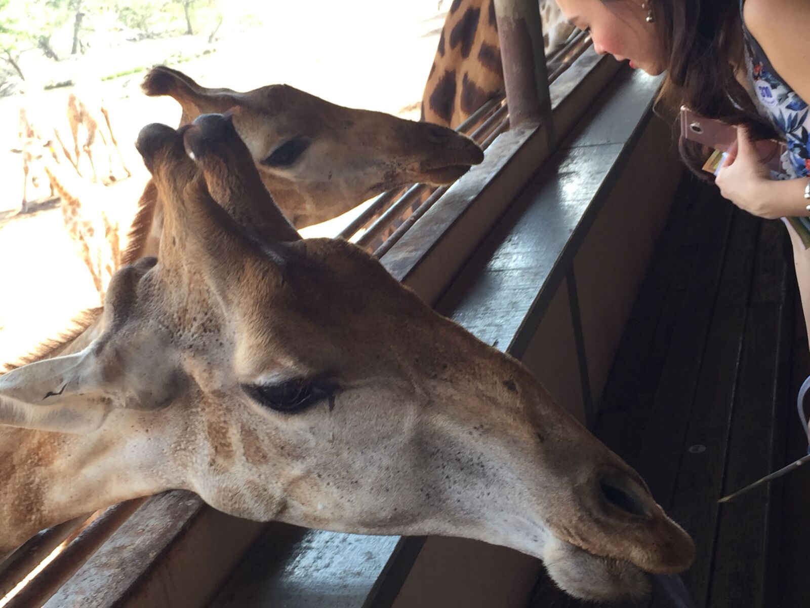 iPhone 6 Plus back camera 4.15mm f/2.2 sample photo. Giraffe, zoo, thailand photography