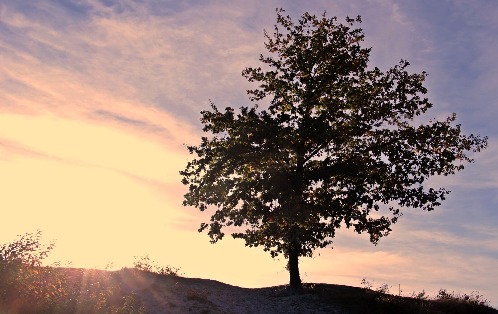 Canon EOS 100D (EOS Rebel SL1 / EOS Kiss X7) sample photo. Sunset, tree, sky photography