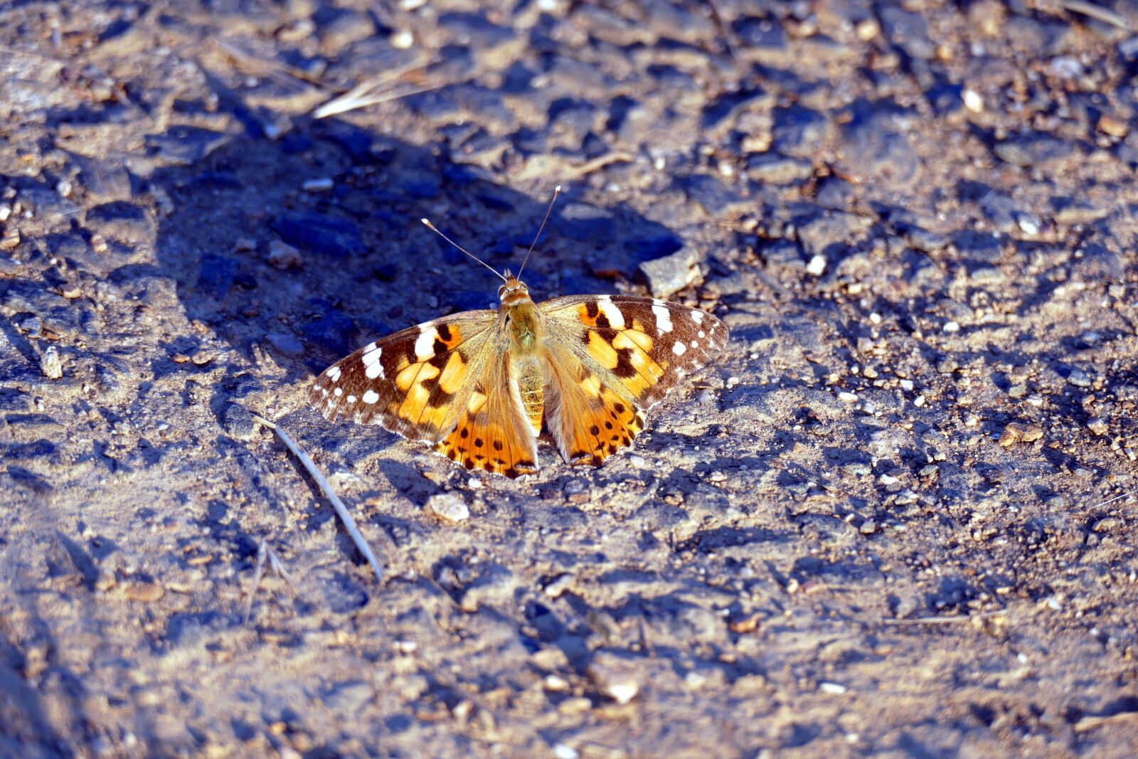 Panasonic Lumix DMC-FZ1000 sample photo. Vanessa cardui, butterfly, edelfalter photography