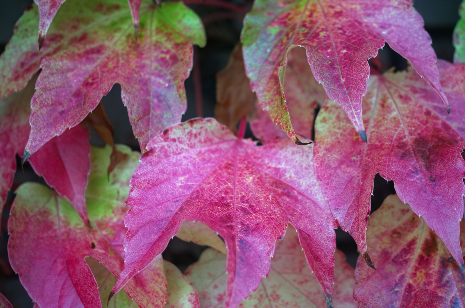 Nikon D5100 sample photo. Leaves, colored, red photography