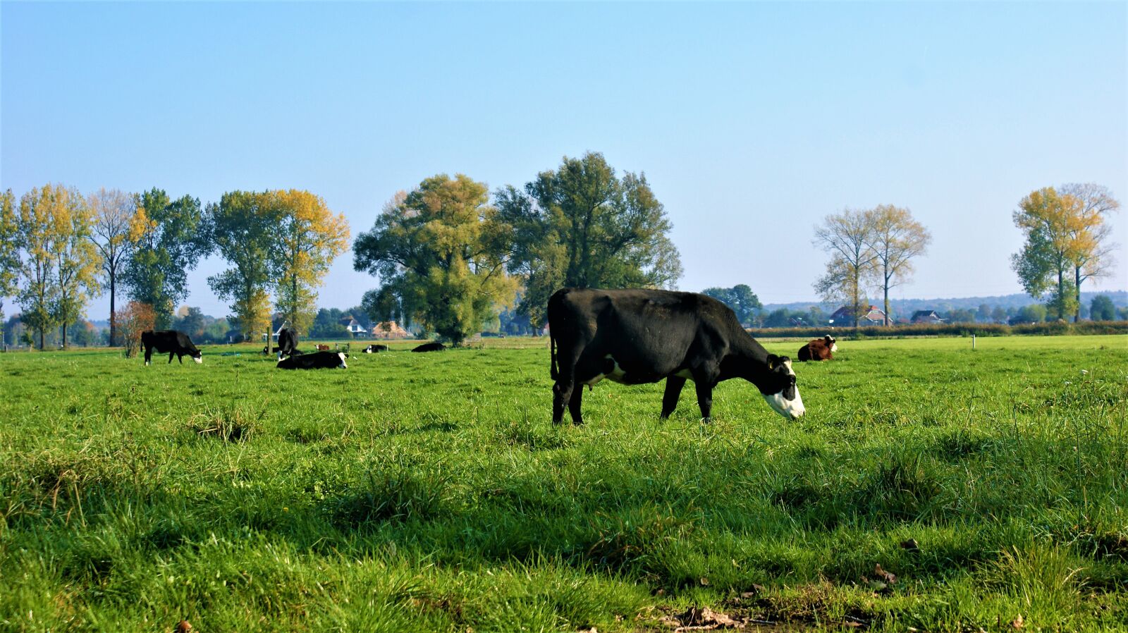 Sony Alpha DSLR-A350 sample photo. Cow, lakenvelder, environment photography