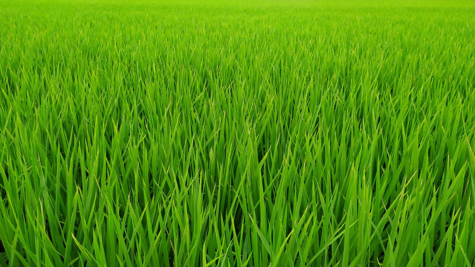 Xiaomi Redmi Note 7 sample photo. In rice field, paddy photography