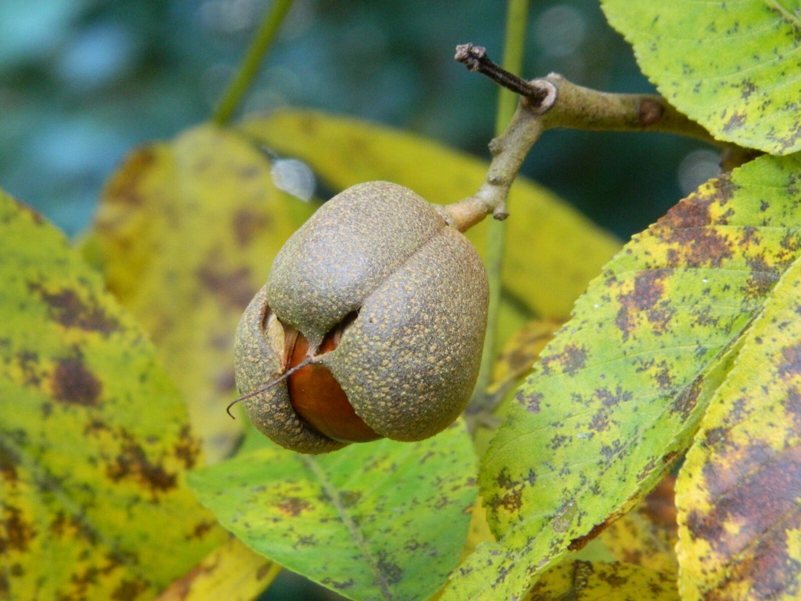Nikon Coolpix L120 sample photo. Nature, acorns, leaves photography