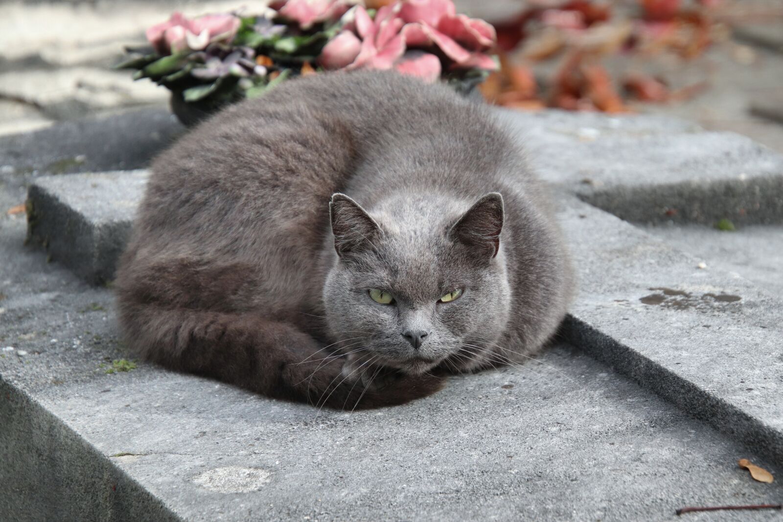Canon EOS 800D (EOS Rebel T7i / EOS Kiss X9i) sample photo. Cats, felines, cute photography