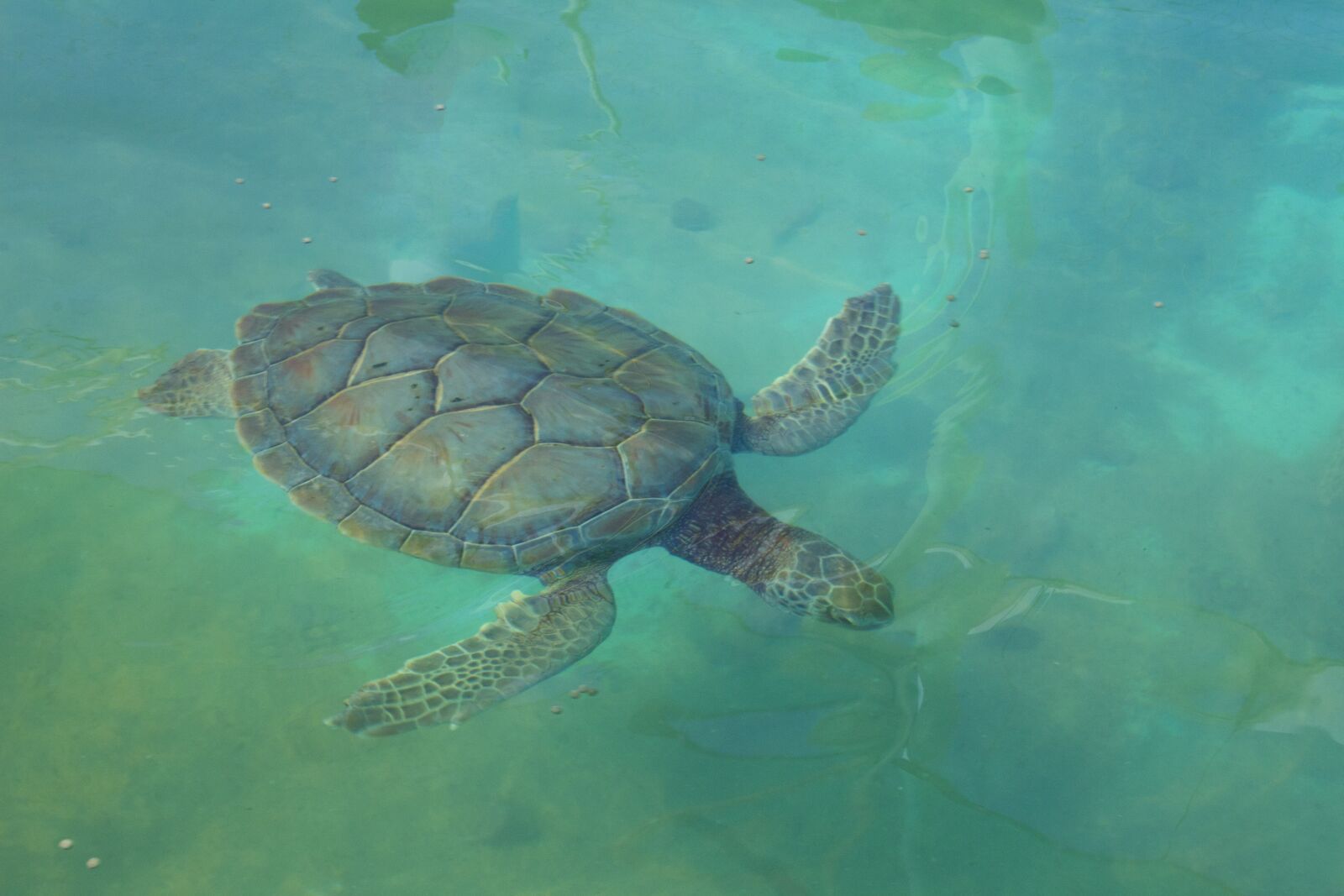 Canon EOS 700D (EOS Rebel T5i / EOS Kiss X7i) sample photo. Turtles, sea, fishing photography