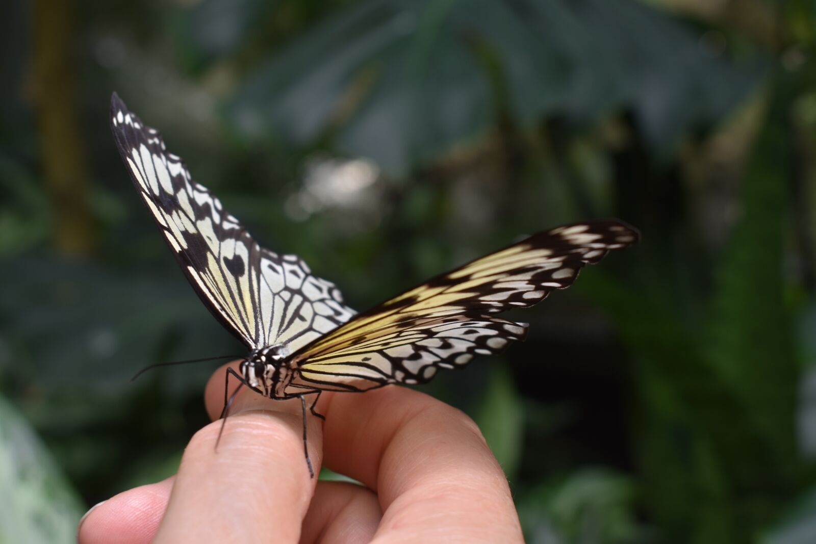 Nikon D3400 sample photo. Butterfly, insect, hand photography