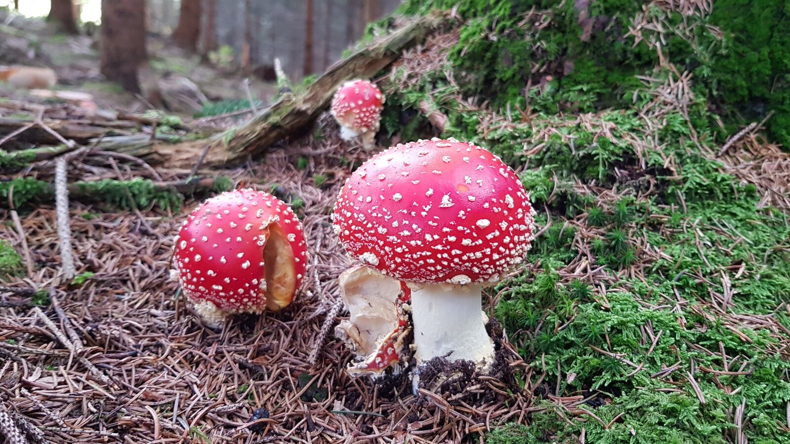 Samsung Galaxy S8+ sample photo. Fly agaric, forest, green photography