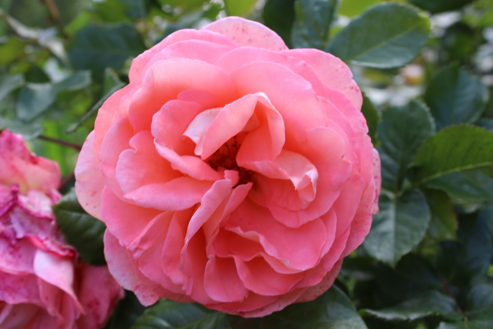 Canon EOS 600D (Rebel EOS T3i / EOS Kiss X5) sample photo. Rose, blossom, bloom photography
