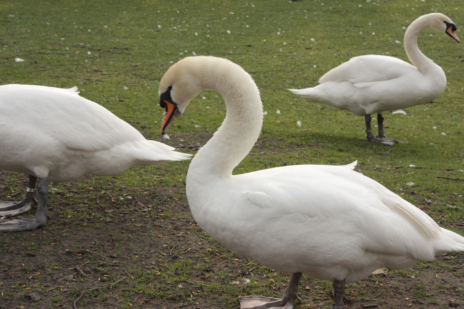 Canon EOS 450D (EOS Rebel XSi / EOS Kiss X2) sample photo. Birds, swan photography