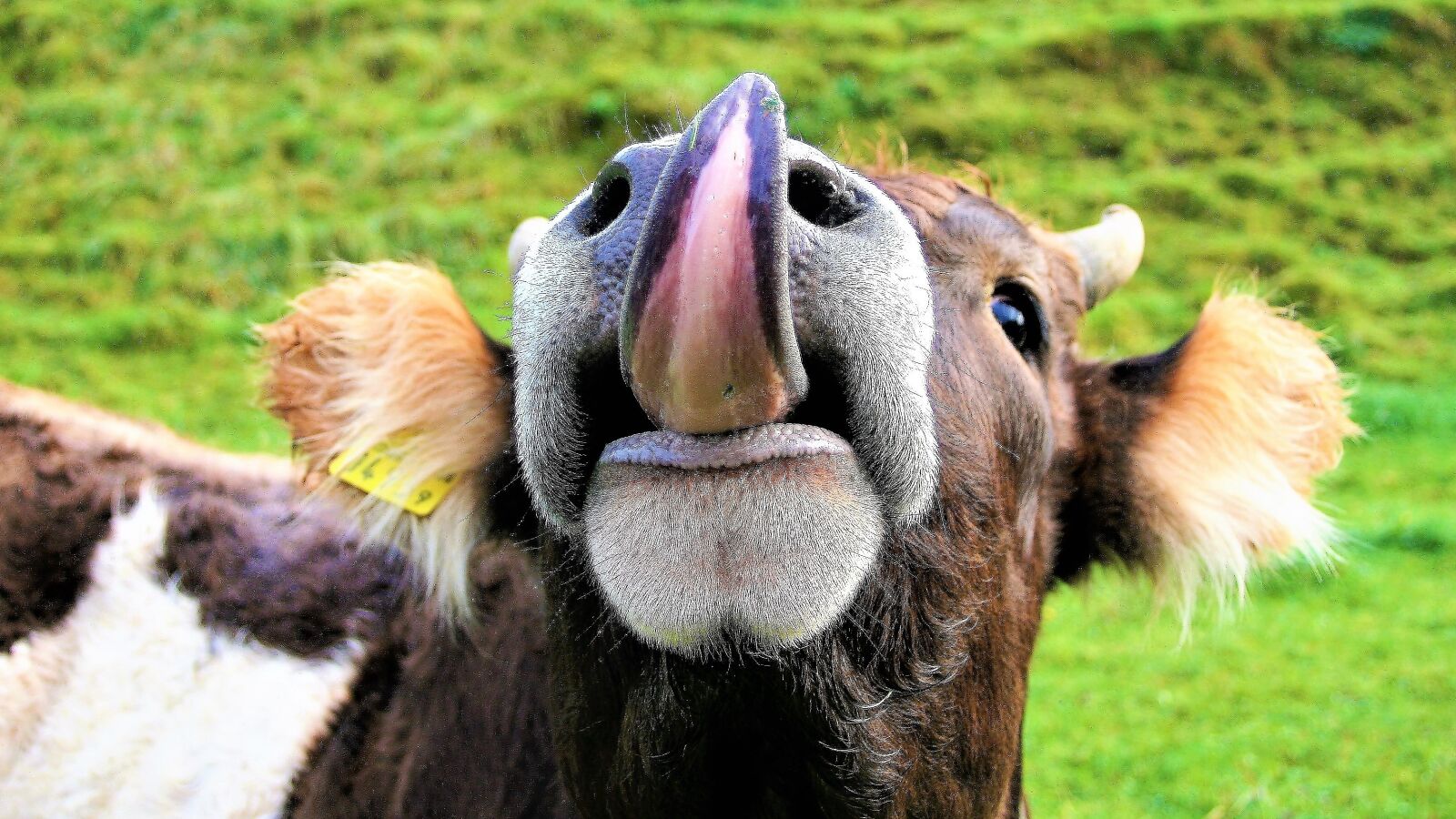 Canon EOS 400D (EOS Digital Rebel XTi / EOS Kiss Digital X) sample photo. Language, cow, pasture land photography