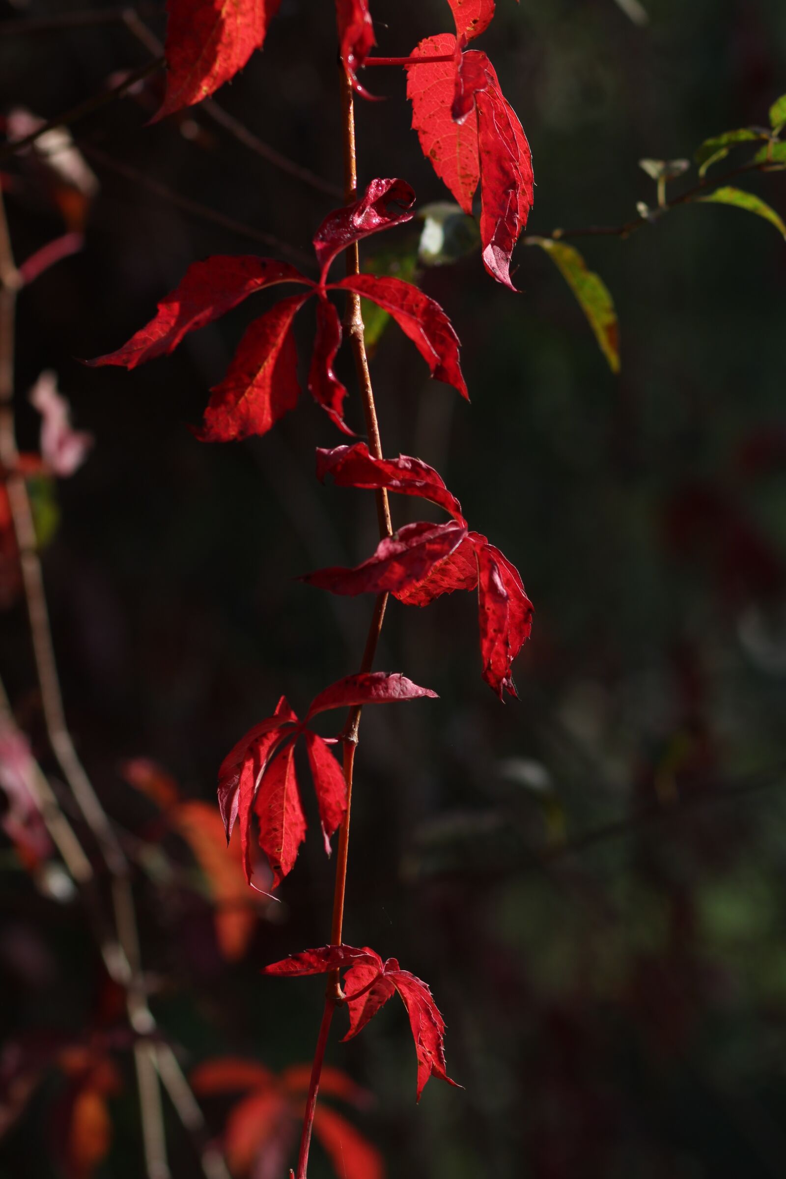 Canon EOS 700D (EOS Rebel T5i / EOS Kiss X7i) + Canon EF 85mm F1.8 USM sample photo. Leaf, red, autumn photography